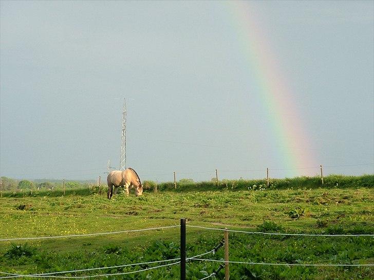 Fjordhest Holmebos Mascot billede 1