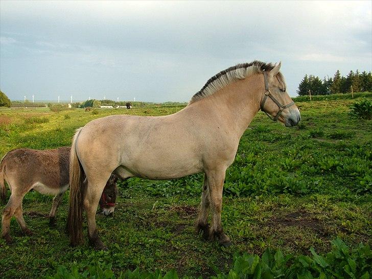 Fjordhest Holmebos Mascot billede 2