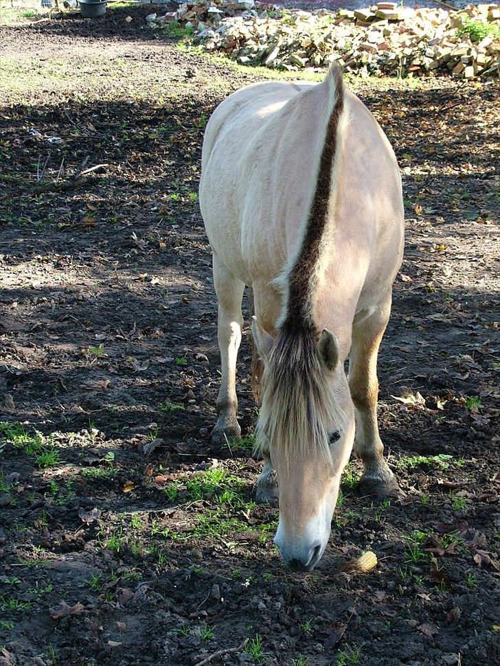 Fjordhest Holmebos Mascot billede 3
