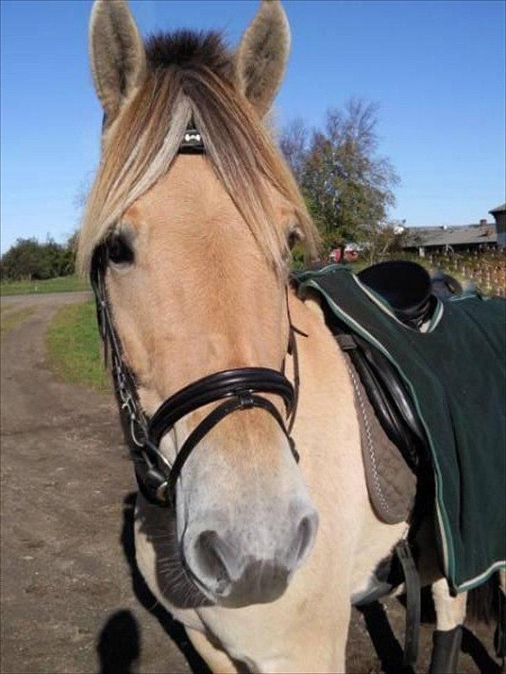 Fjordhest Holmebos Mascot billede 4