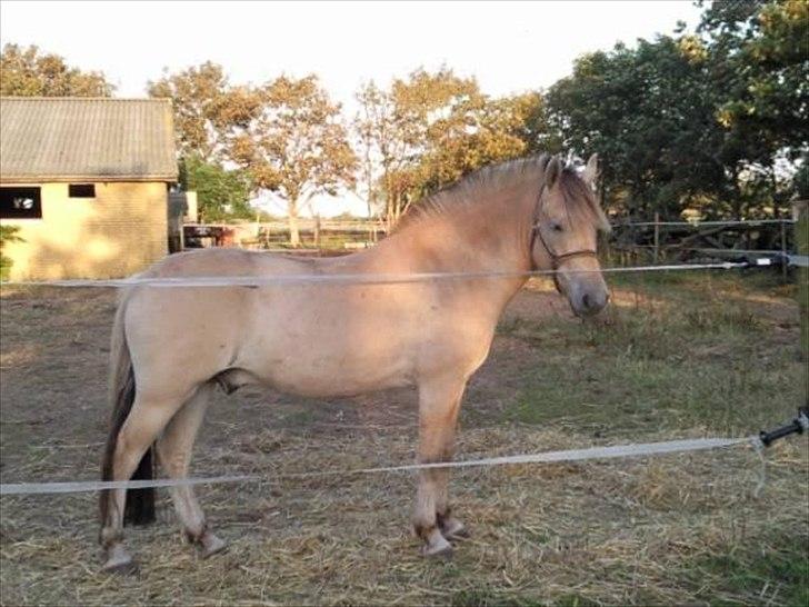 Fjordhest Holmebos Mascot billede 5