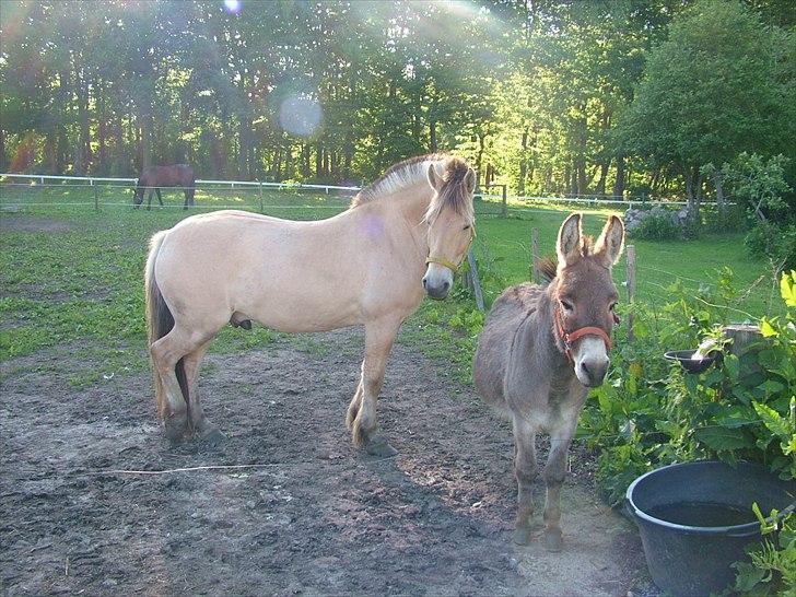 Fjordhest Holmebos Mascot billede 6