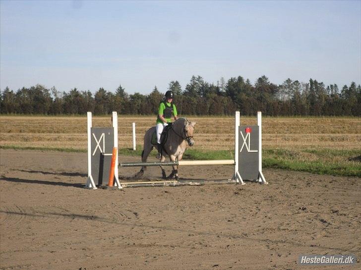 Fjordhest Flicha - Flicha og jeg til springstævne i bjergby :) /Camilla billede 12