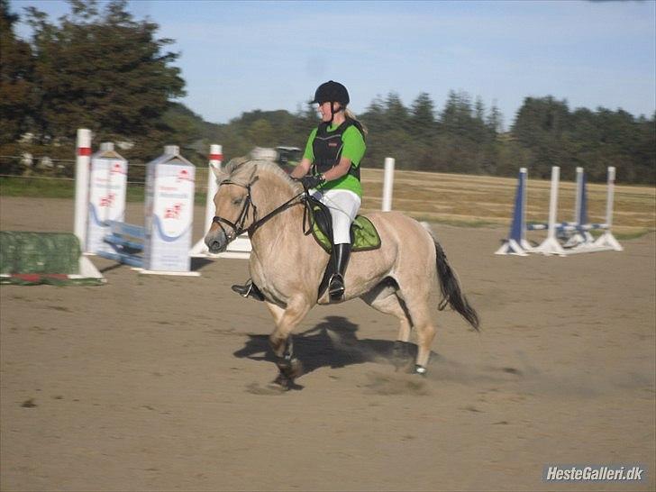 Fjordhest Flicha - Flicha og jeg til springstævne i bjergby :) /Camilla billede 13