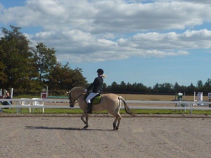 Fjordhest Flicha - Flicha og jeg til dressurstævne i bjergby :) /Mor billede 17
