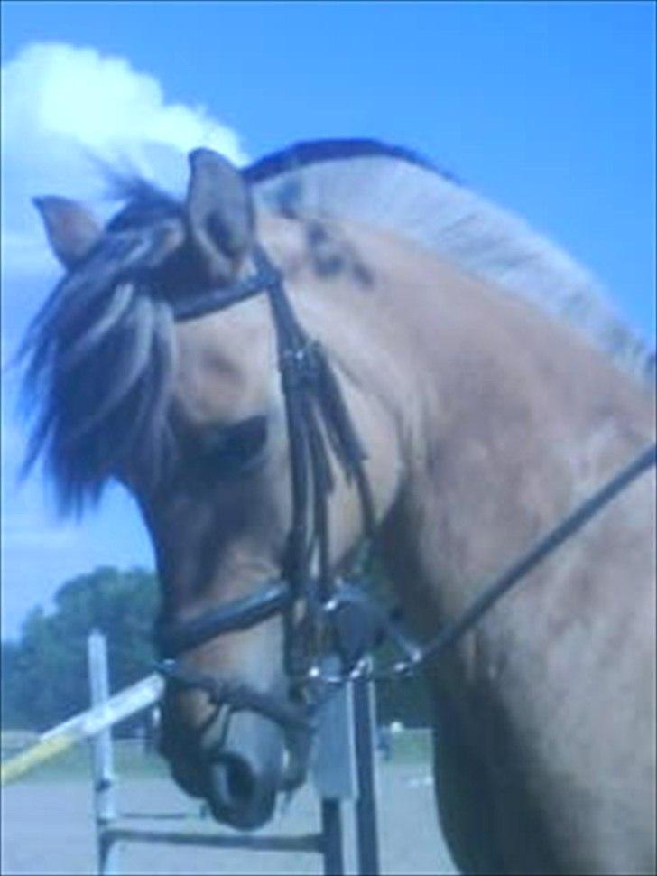Anden særlig race Chess - Dejlige gode søde lækker pony  billede 10