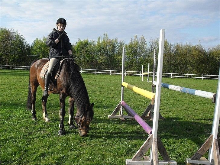 Hollandsk Sportspony Fiégo - Efter springtræning i foråret 2010. (sprang ca. 110 cm) :O billede 5