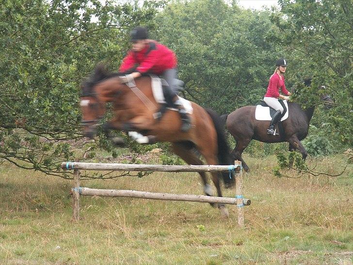 Hollandsk Sportspony Fiégo - Fra Hjerl Hede Jagten 2009 :b billede 7