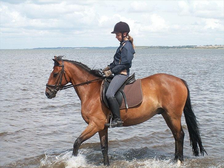 Hollandsk Sportspony Fiégo - En tur ved stranden :D billede 8