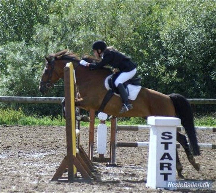 Hollandsk Sportspony Fiégo - Stævne i Struer - LC :) billede 9