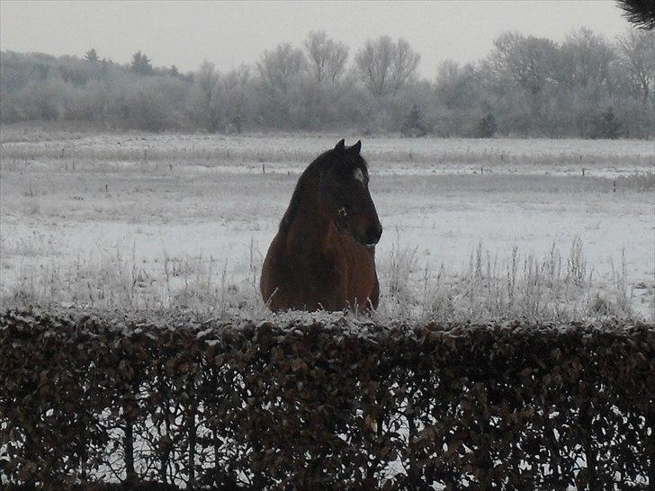 Hollandsk Sportspony Fiégo - På marken i vinters :) billede 13