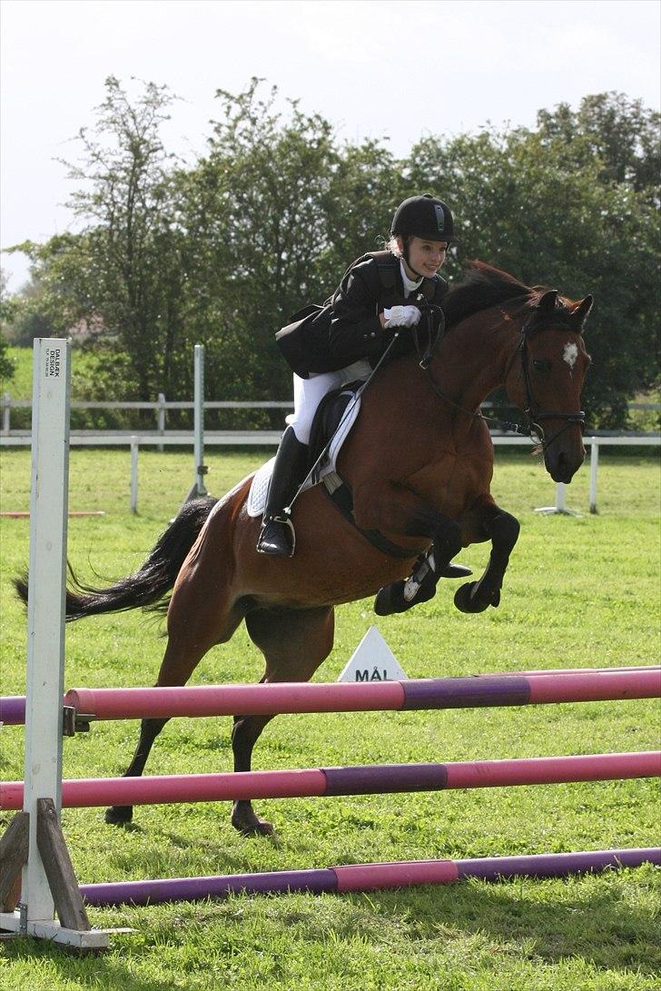 Hollandsk Sportspony Fiégo - Stævne i Sevel - LC :) billede 17