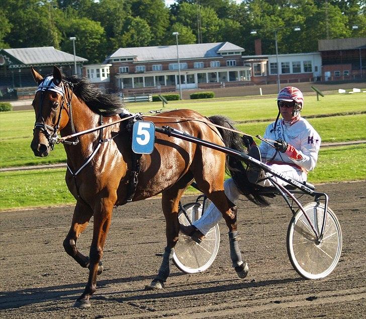 Traver maigold (s) billede 12
