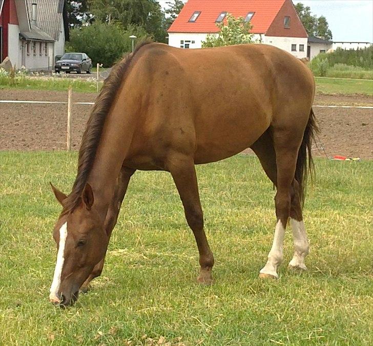 Anden særlig race Jacob<3 - Uhm det smager godt :)<3 Jacob som 3 års :-)Foto: RP billede 2