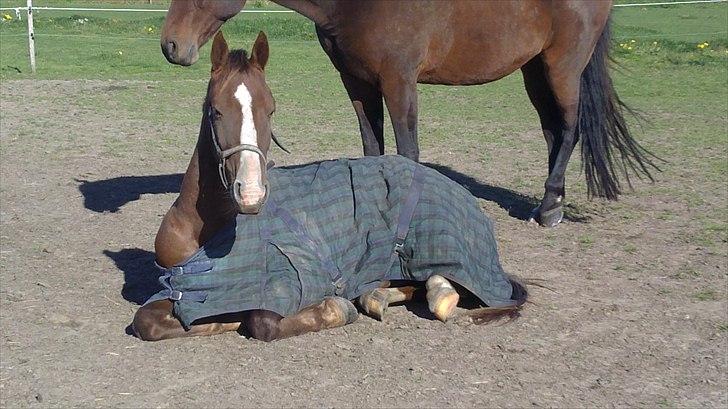 Anden særlig race Jacob<3 - Lidt træt? :) Foto: RP 2010 billede 3