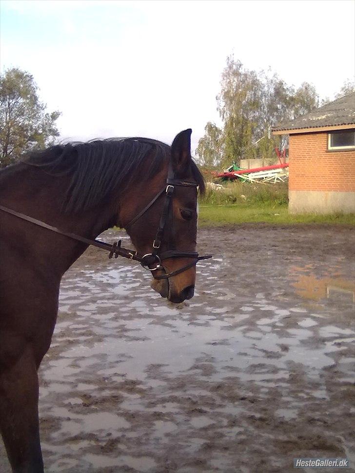 Dansk Varmblod Majbrit. RIP - så fin hun gåt med hovet billede 14
