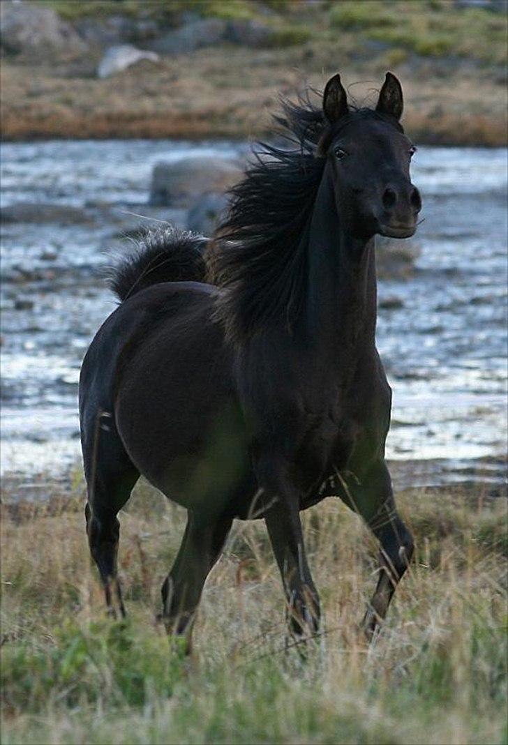 Arabisk fuldblod (OX) Carpe Diem billede 8