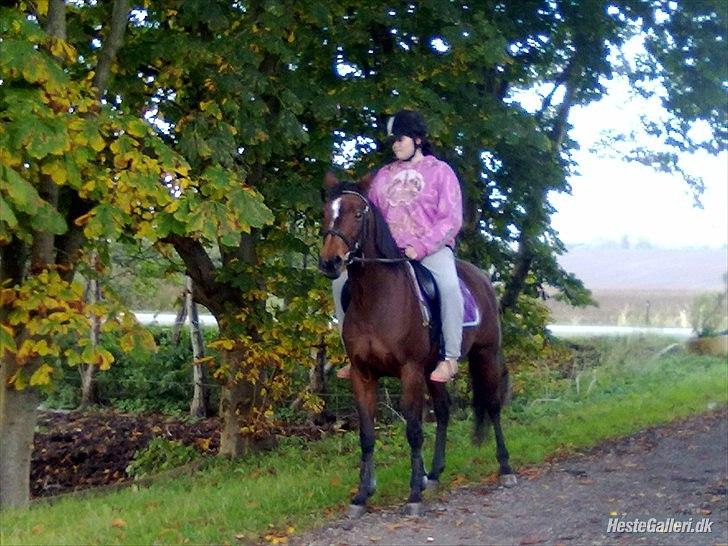 Dansk Varmblod Majbrit. RIP - men søde passer,  på lille tur men Majbrit. billede 16