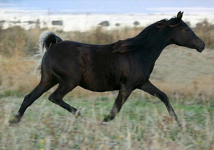 Arabisk fuldblod (OX) Carpe Diem billede 11