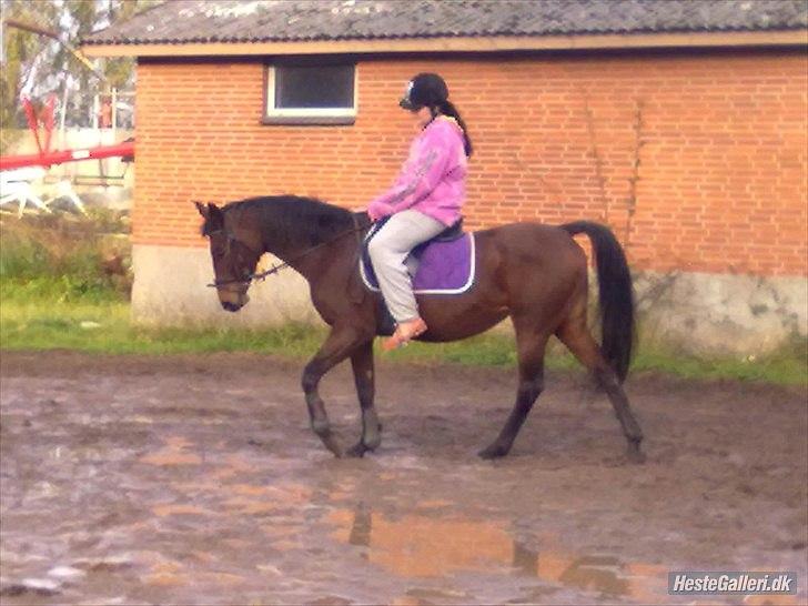 Dansk Varmblod Majbrit. RIP - jo jo det går  jo super  billede 17