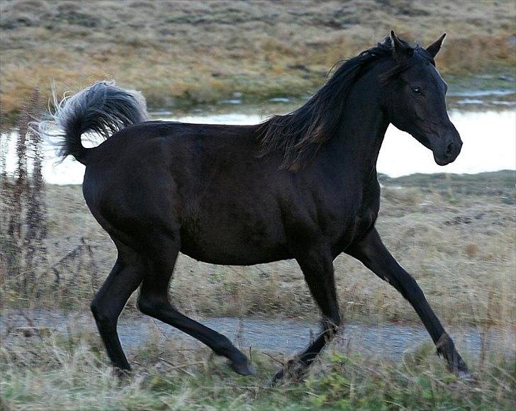 Arabisk fuldblod (OX) Carpe Diem billede 9