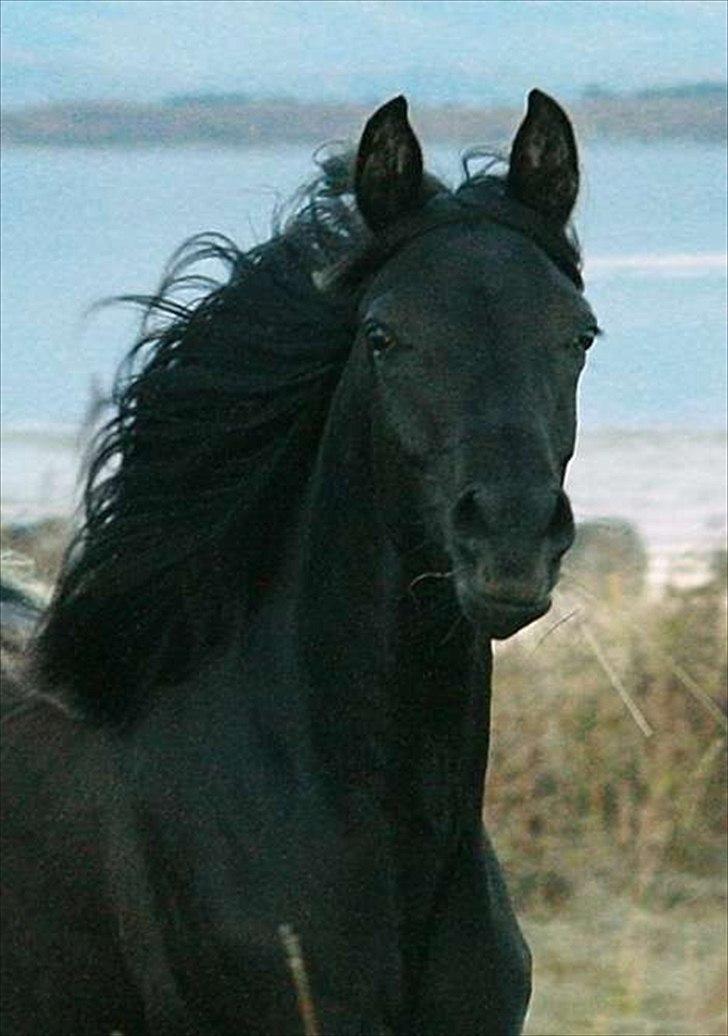 Arabisk fuldblod (OX) Carpe Diem billede 10