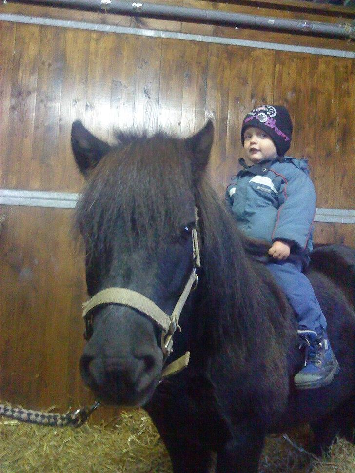 Shetlænder Samson <3 RIP <3 - Hygge i boksen -Samson er virkelig blevet dygtig, og nem at håndtere <3 billede 15