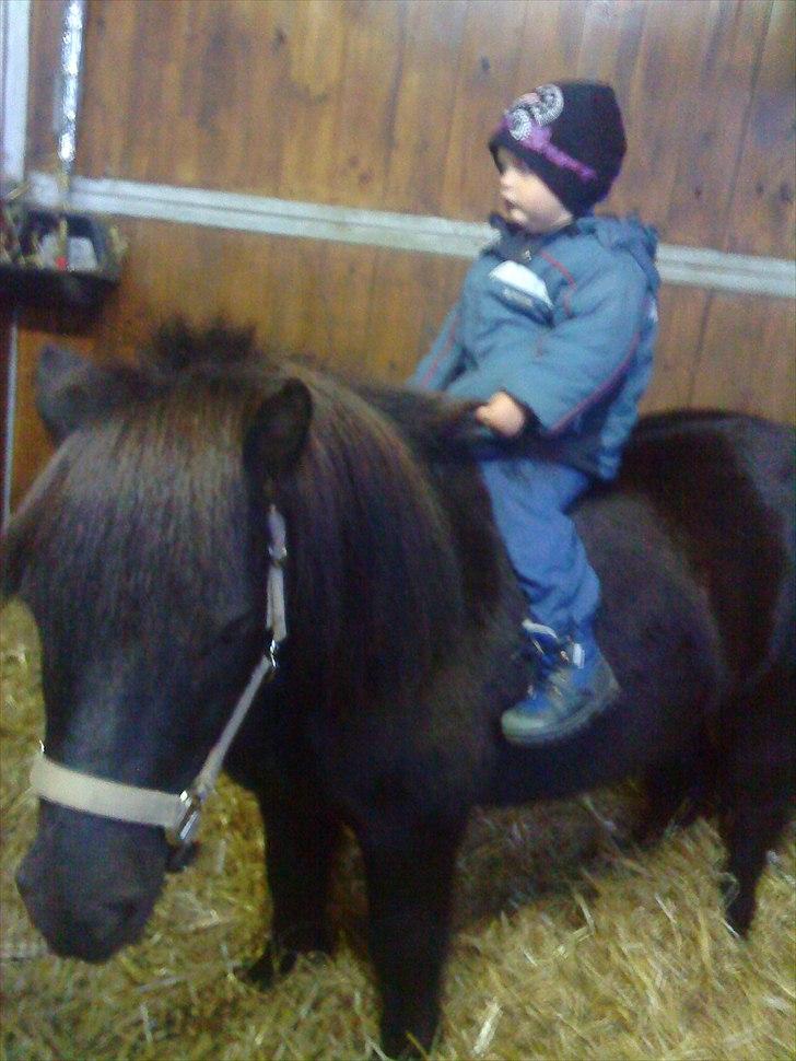 Shetlænder Samson <3 RIP <3 - Hygge i boksen -Samson er virkelig blevet dygtig, og nem at håndtere <3 billede 16