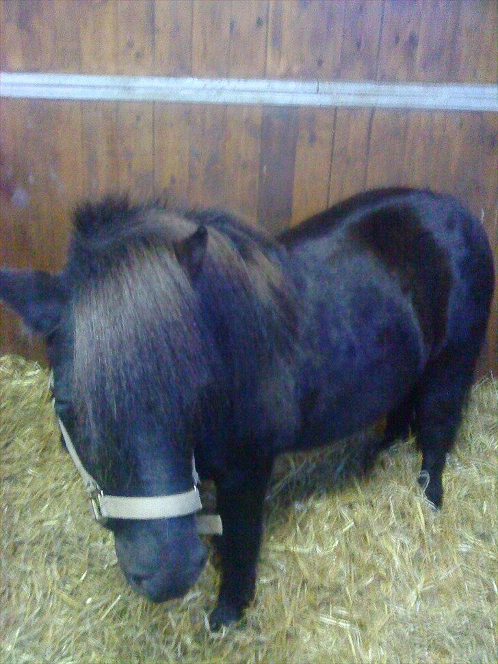 Shetlænder Samson <3 RIP <3 - Samson i hans boks :) billede 18