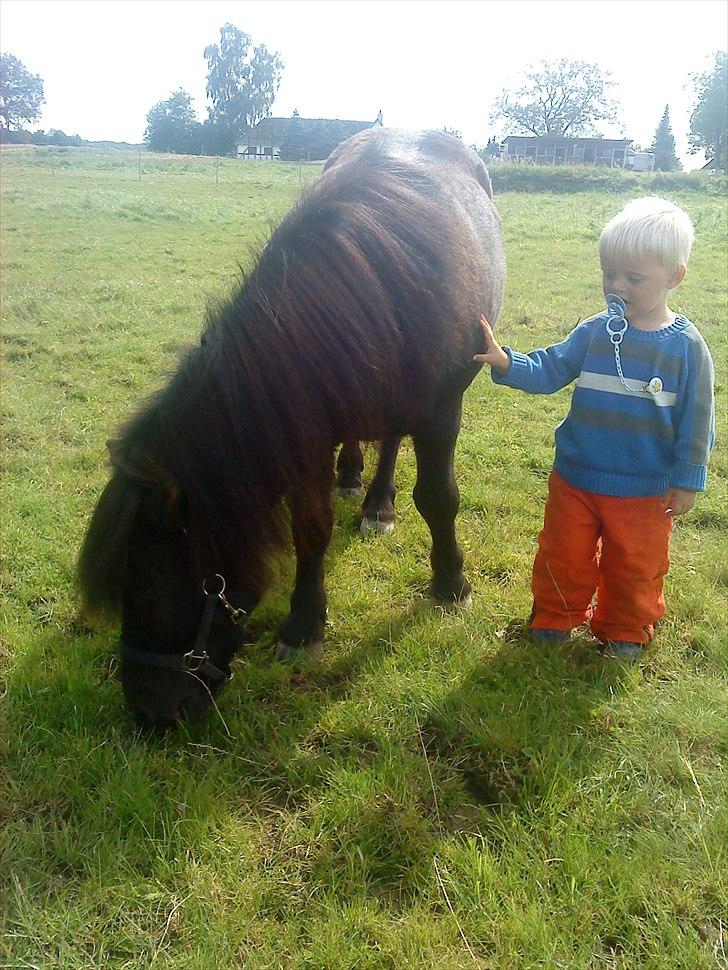 Shetlænder Samson <3 RIP <3 - Samson og Sebastian på folden <3 billede 19