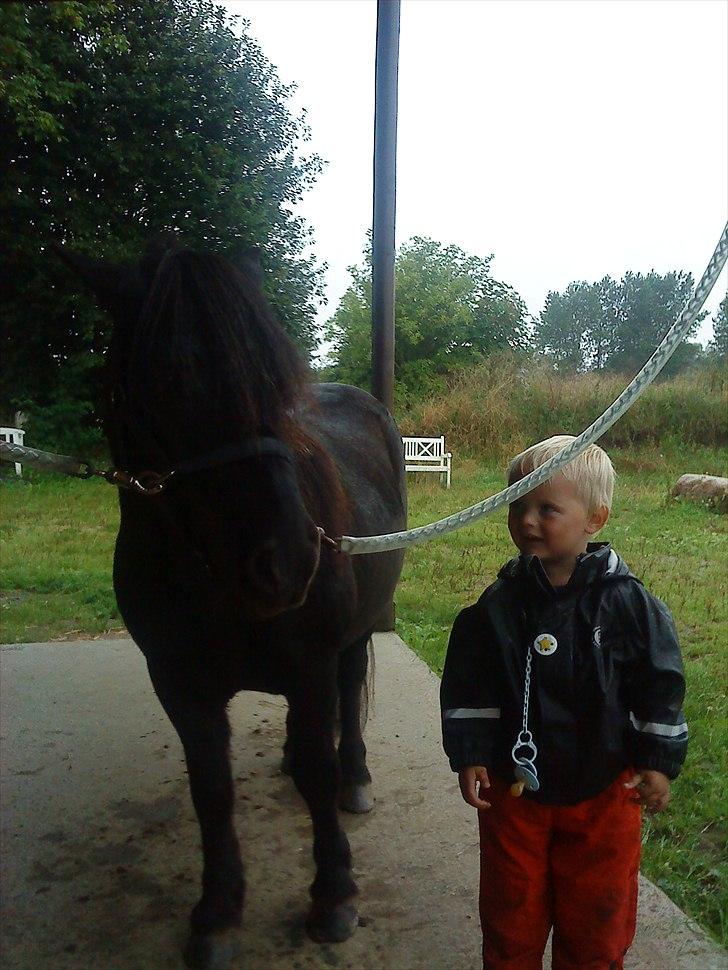 Shetlænder Samson <3 RIP <3 - Samson og Sebastian, hilser lige på hinanden :) billede 20