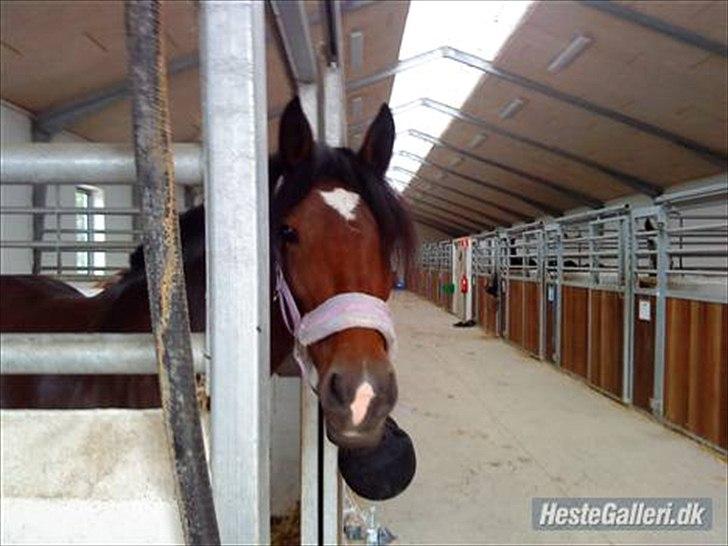 Welsh Cob (sec D) Queens SOLGT :'(  billede 8