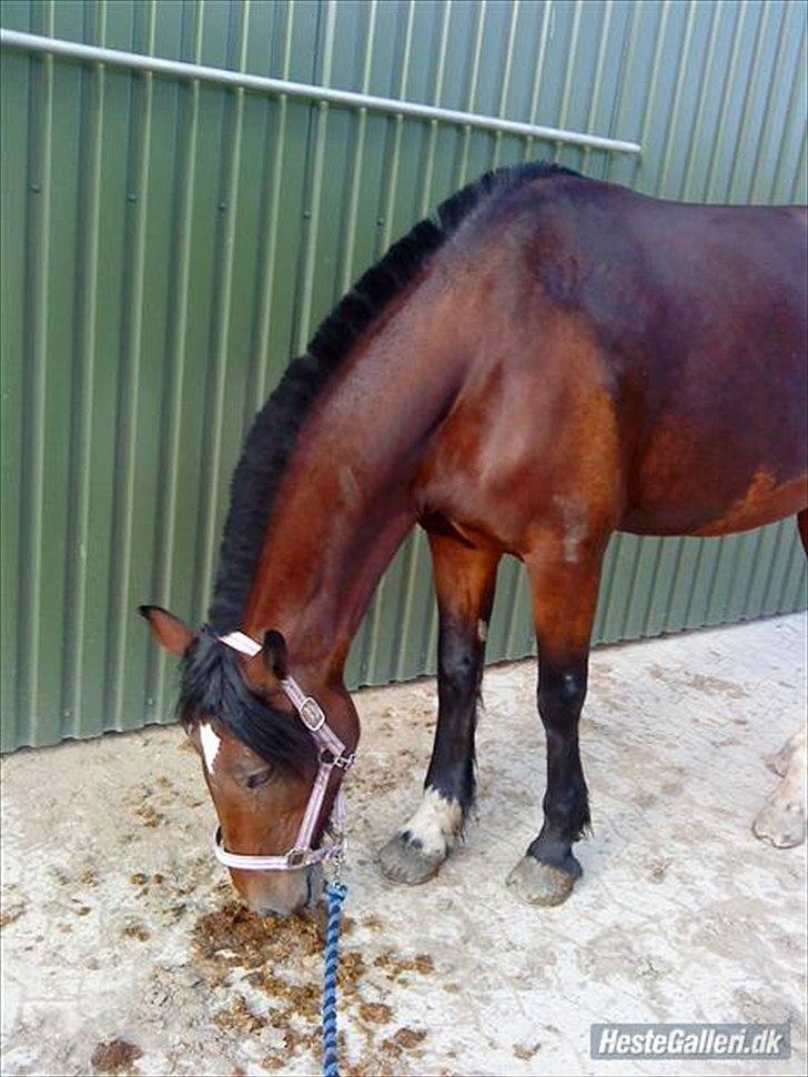 Welsh Cob (sec D) Queens SOLGT :'(  billede 9