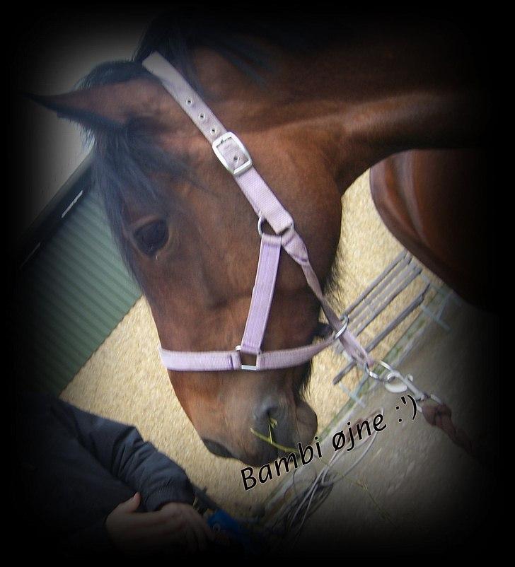 Welsh Cob (sec D) Queens SOLGT :'(  billede 10