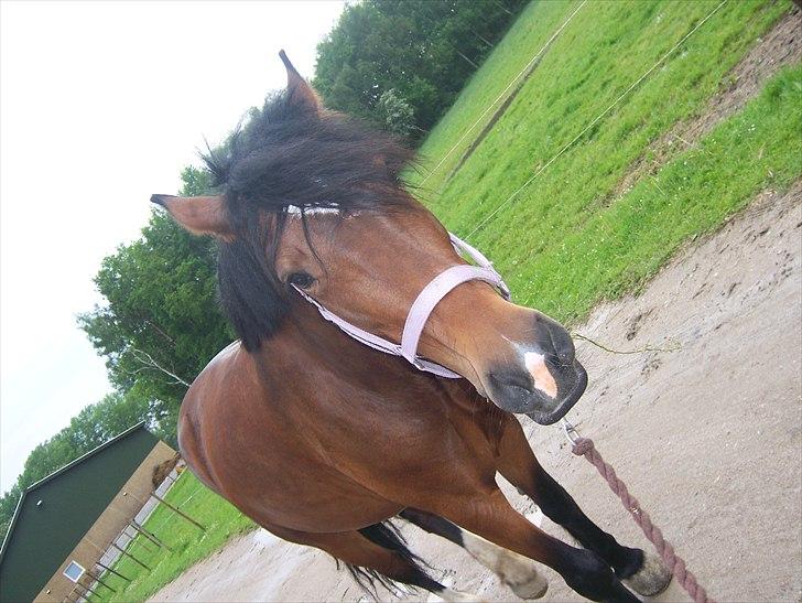 Welsh Cob (sec D) Queens SOLGT :'(  billede 11