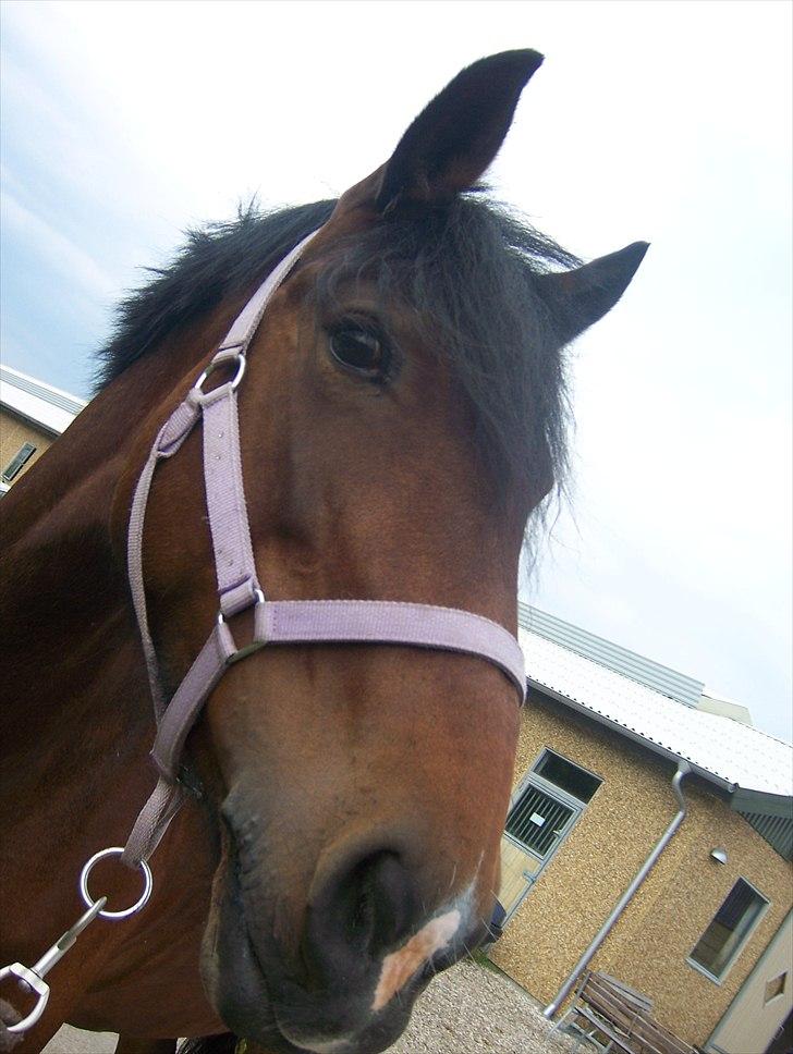 Welsh Cob (sec D) Queens SOLGT :'(  billede 12