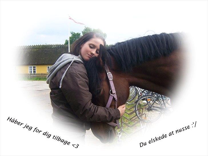 Welsh Cob (sec D) Queens SOLGT :'(  billede 13