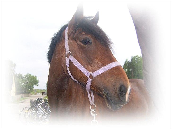 Welsh Cob (sec D) Queens SOLGT :'(  billede 14