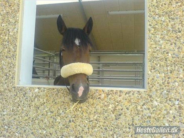 Welsh Cob (sec D) Queens SOLGT :'(  billede 15