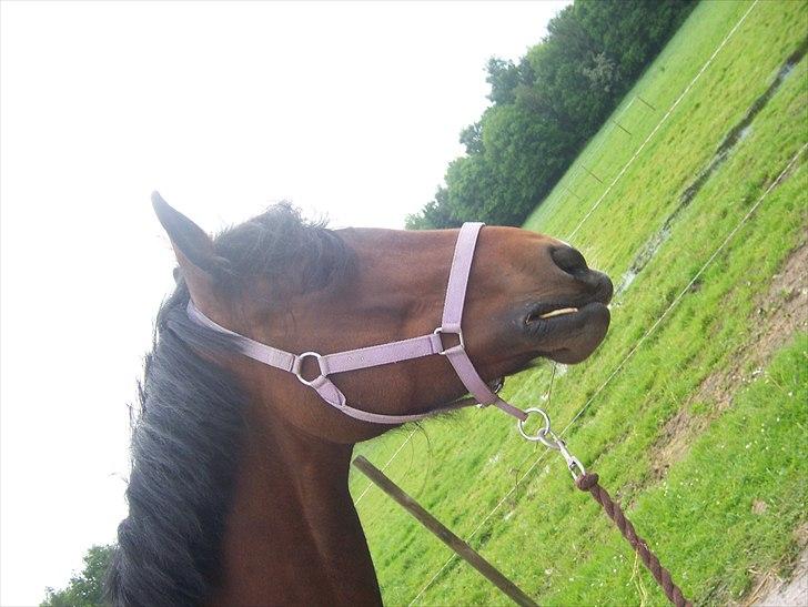 Welsh Cob (sec D) Queens SOLGT :'(  billede 16