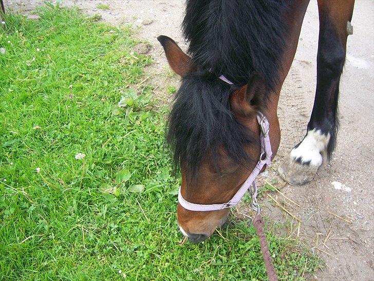 Welsh Cob (sec D) Queens SOLGT :'(  billede 17