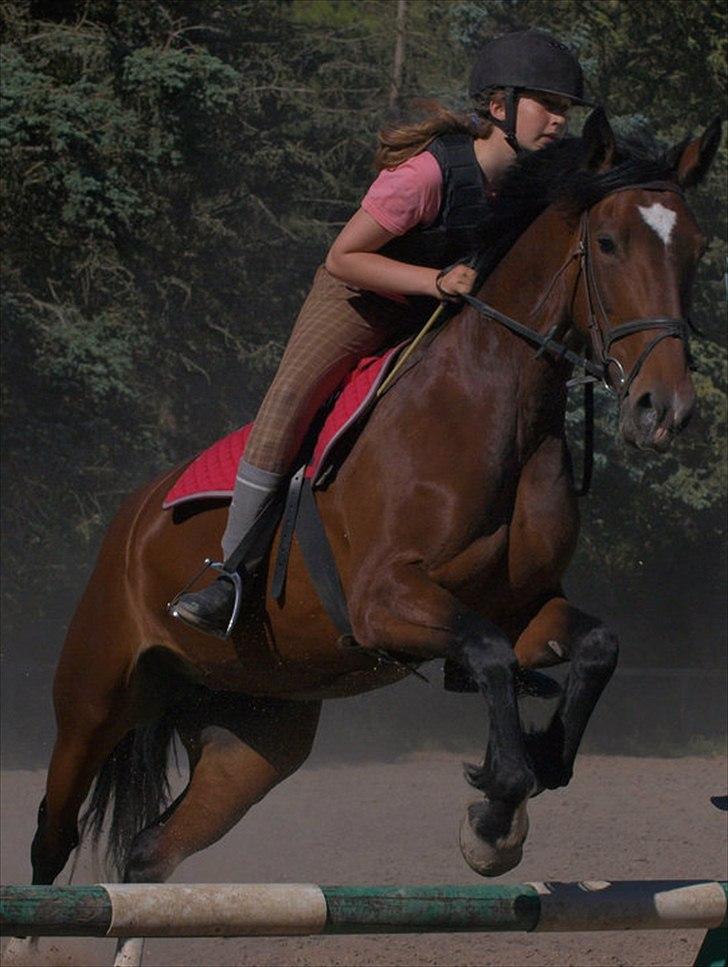 Welsh Cob (sec D) Queens SOLGT :'(  billede 18