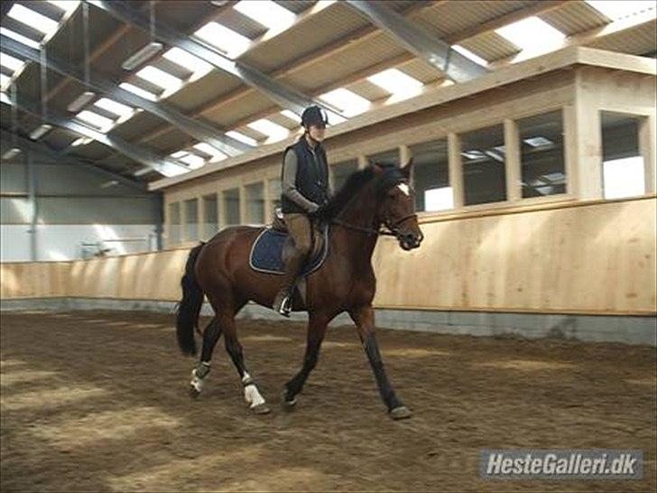 Welsh Cob (sec D) Queens SOLGT :'(  billede 19