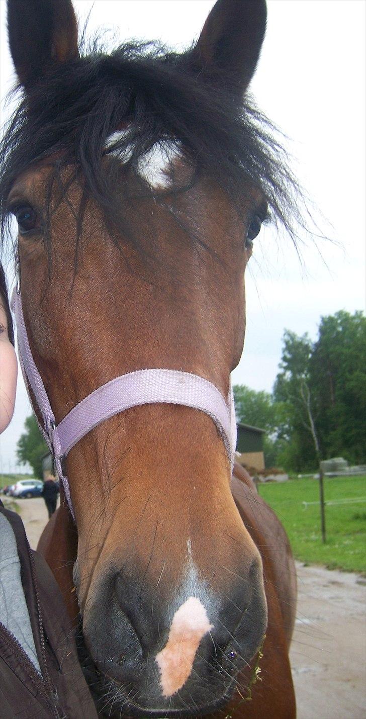 Welsh Cob (sec D) Queens SOLGT :'(  billede 20