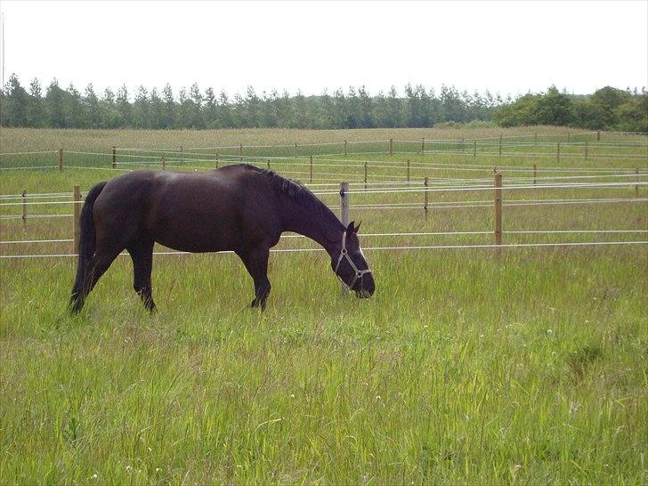 Dansk Varmblod jesti's Wanila - wanila går ude på folden;D billede 2