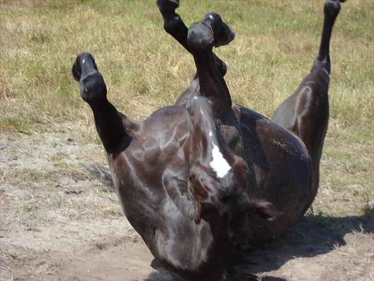 Dansk Varmblod jesti's Wanila - lille-nille ruller sig;D billede 3