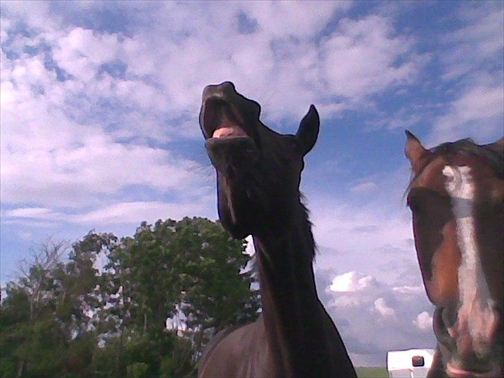 Dansk Varmblod jesti's Wanila - lille wanila hesten der står ved siden af er hendes gamle fold-kammerat Alley-cat:D billede 6