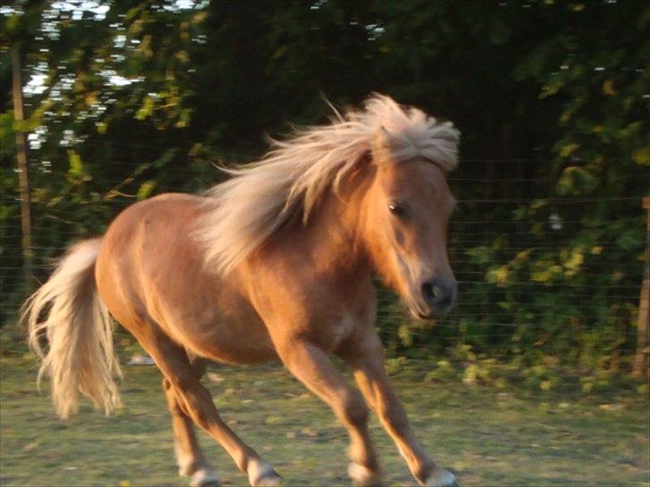 Miniature Minimøjsen Minor <33 - Fuld fart frem, sommer 2010 ;D billede 14