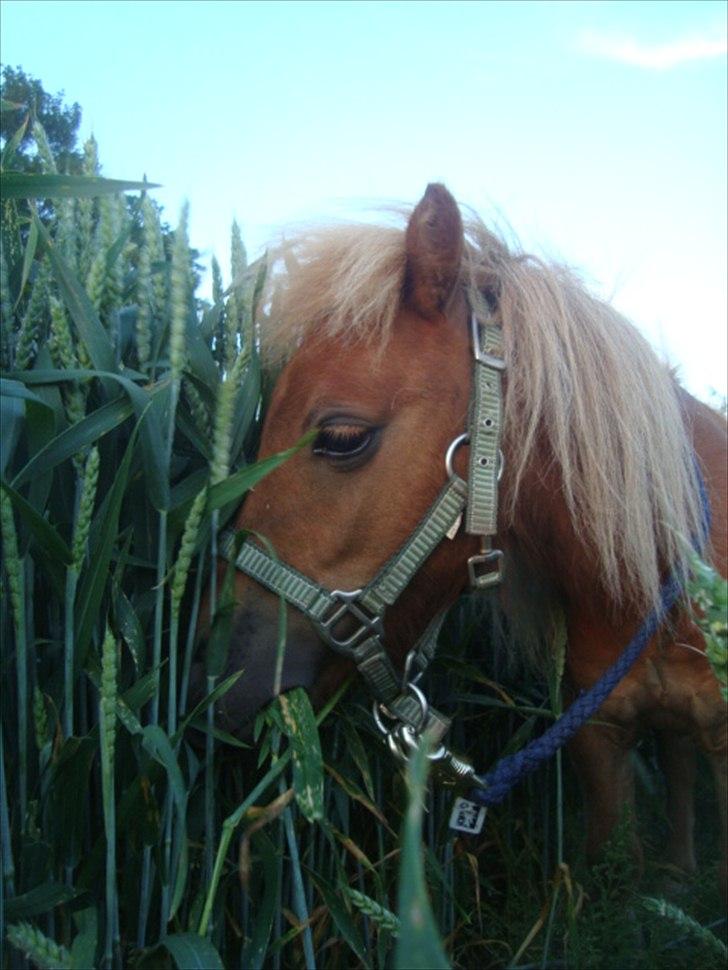 Miniature Minimøjsen Minor <33 - Minor ude i den stoore mark d: sommer ´10 (; billede 15