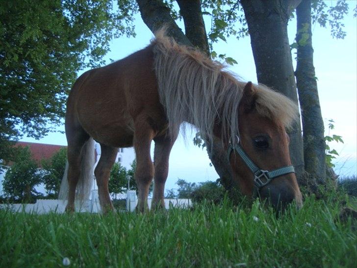 Miniature Minimøjsen Minor <33 - Stil billede, ovre ved kirken (; sommer ´10 billede 16